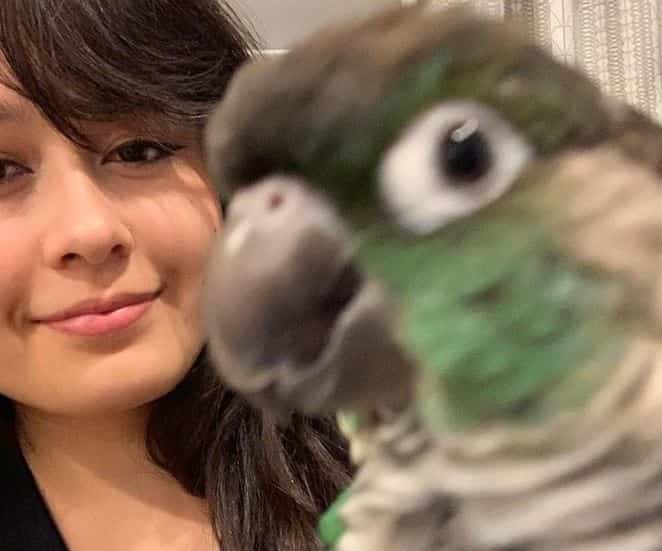 Jaiden Dittfach parrot